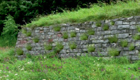 den3b.tif