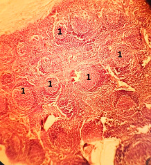 eom-2.tif
